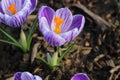 Purple crocuses in the garden. Violet spring flowers.