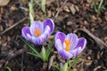 Purple crocuses in the garden. Violet spring flowers.