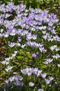 Purple crocuses