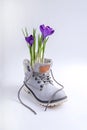 Purple crocuses in a gray boot on a white background Royalty Free Stock Photo