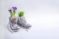 Purple crocuses and green grass in a gray boots on a white background Royalty Free Stock Photo