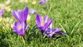 Purple crocuses on a green lawn