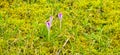 purple crocuses grow on a stony surface Royalty Free Stock Photo