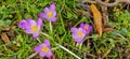 purple crocuses grow on a stony surface Royalty Free Stock Photo