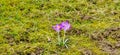 purple crocuses grow on a stony surface Royalty Free Stock Photo