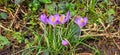 purple crocuses grow on a stony surface Royalty Free Stock Photo