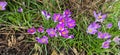 purple crocuses grow on a stony surface Royalty Free Stock Photo