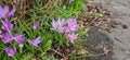 purple crocuses grow on a stony surface Royalty Free Stock Photo