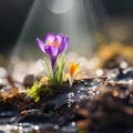 Purple crocuses growing in the middle of the moss in the sunlight. Flowering flowers, a symbol of spring, new life Royalty Free Stock Photo
