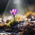 Purple crocuses growing in the middle of the moss in the sunlight. Flowering flowers, a symbol of spring, new life