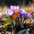 Purple crocuses growing in the middle of the moss in the sunlight. Flowering flowers, a symbol of spring, new life Royalty Free Stock Photo