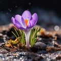 Purple crocuses growing in the middle of the moss in the sunlight. Flowering flowers, a symbol of spring, new life Royalty Free Stock Photo