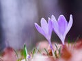 purple crocuses growing in the wild in spring Royalty Free Stock Photo