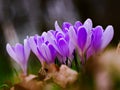 purple crocuses growing in the wild in spring Royalty Free Stock Photo