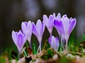 purple crocuses growing in the wild in spring Royalty Free Stock Photo
