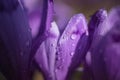 Purple crocuses on a meadow at sunny spring day. Macro photo of dew drops on petals of purple crocus flowers Royalty Free Stock Photo