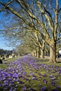 Purple crocuses in a park, Jasne Blonia, Szczecin