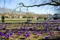 Purple crocuses in a park, spring time , Jasne Blonia, Szczecin