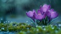 Purple crocuses in the rain, macro photography with moss background