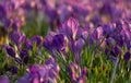 purple crocuses in scenic evening sunlight Royalty Free Stock Photo