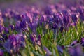 purple crocuses in scenic evening sunlight Royalty Free Stock Photo