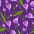 Purple crocuses in the snow pattern