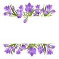 Purple crocuses in the snow vector.