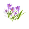 Purple crocuses in the snow vector.