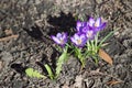 Purple crocuses on soi background. Spring primroses bloom in sun