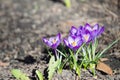 Purple crocuses on soi background. Spring primroses bloom in sun