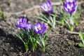 Purple crocuses on soi background. Spring primroses bloom in sun