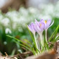 Purple crocuses in spring