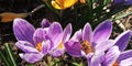 purple crocuses in the spring garden pollinated by bees