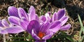 purple crocuses in the spring garden pollinated by bees
