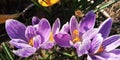 purple crocuses in the spring garden pollinated by bees