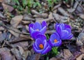 Purple crocuses in the spring. Saffron blossom in England.