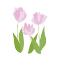 Purple crocuses tulips in snow vector. Spring pink tulips on white. Floral nature spring illustration of crocus flower Royalty Free Stock Photo