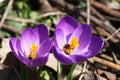 Purple crocuses Royalty Free Stock Photo