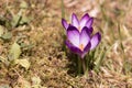Purple crokus Royalty Free Stock Photo