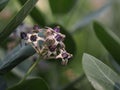 Purple crown flower blooming in garden on blurred of nature background, Calotropis gigantea clusters of waxy flowers that are Royalty Free Stock Photo