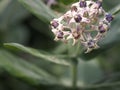Purple crown flower blooming in garden on blurred of nature background, Calotropis gigantea clusters of waxy flowers that are Royalty Free Stock Photo
