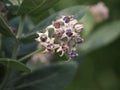 Purple crown flower blooming in garden on blurred of nature background, Calotropis gigantea clusters of waxy flowers that are Royalty Free Stock Photo