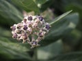 Purple crown flower blooming in garden on blurred of nature background, Calotropis gigantea clusters of waxy flowers that are Royalty Free Stock Photo