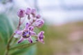 Purple crown flower Royalty Free Stock Photo