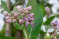 Purple crown flower Royalty Free Stock Photo