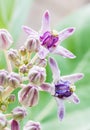 Purple Crown Flower, (Calotropis gigantea L.) and bud flowers. Royalty Free Stock Photo