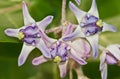 Purple crown flower Royalty Free Stock Photo