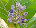 Purple crown flower Royalty Free Stock Photo