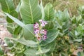 Purple Crown Flower Giant Indian Milkweed, Calotropis gigantea Royalty Free Stock Photo