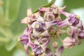 Purple Crown Flower (Giant Indian Milkweed, Gigantic Swallowwort, Calotropis gigantea) Royalty Free Stock Photo